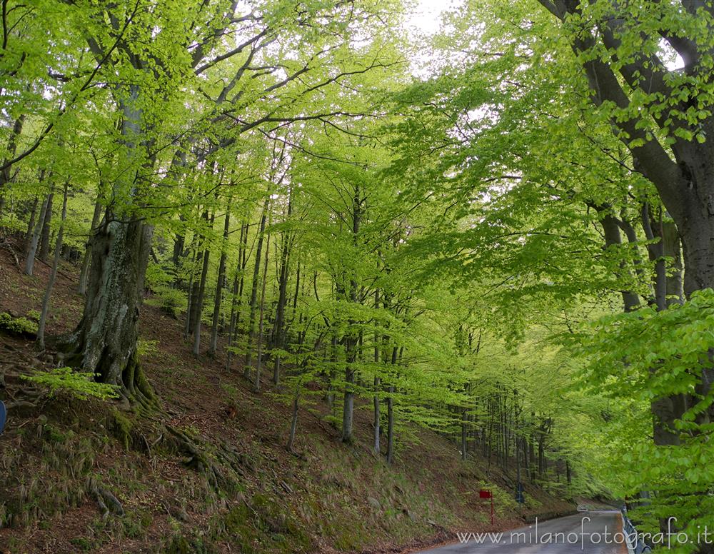 Biella (Italy) - Spring woods on the street to the  Sanctuary of Oropa